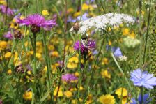 Projekt "Bunte Biomasse" - Wildblumen auf dem Feld von Landwirt Richard Schulte © Foto Kreis Paderborn